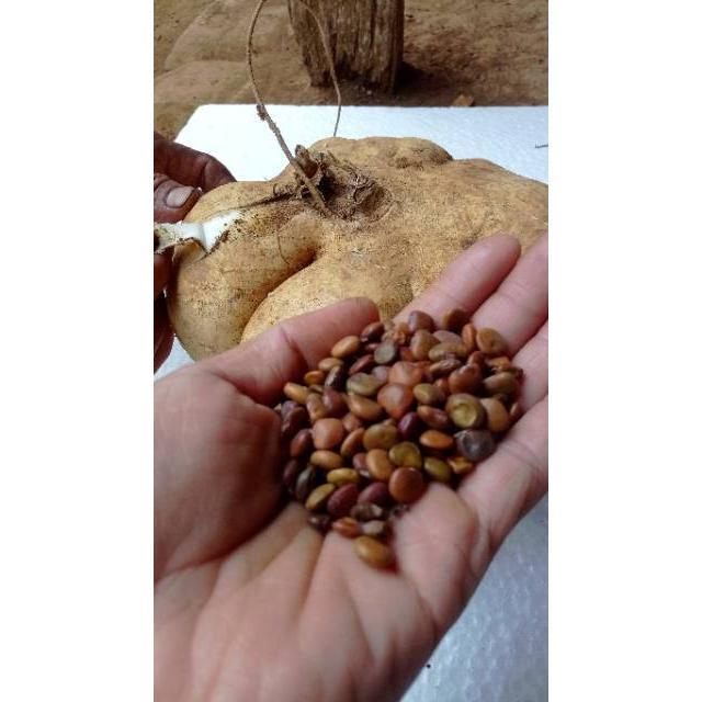 200 Biji/Benih Bengkoang Besar Manis Biji Bibit Bengkoang Super