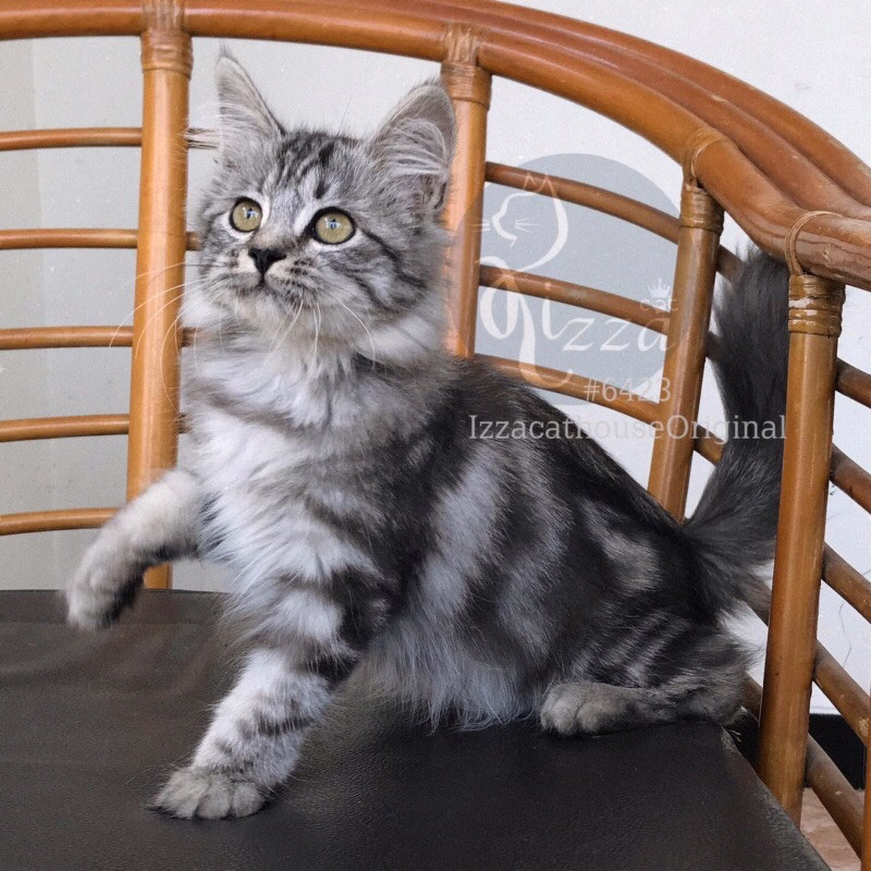makanan kucing Mainecoon mixbreed Silver marble SUPER 