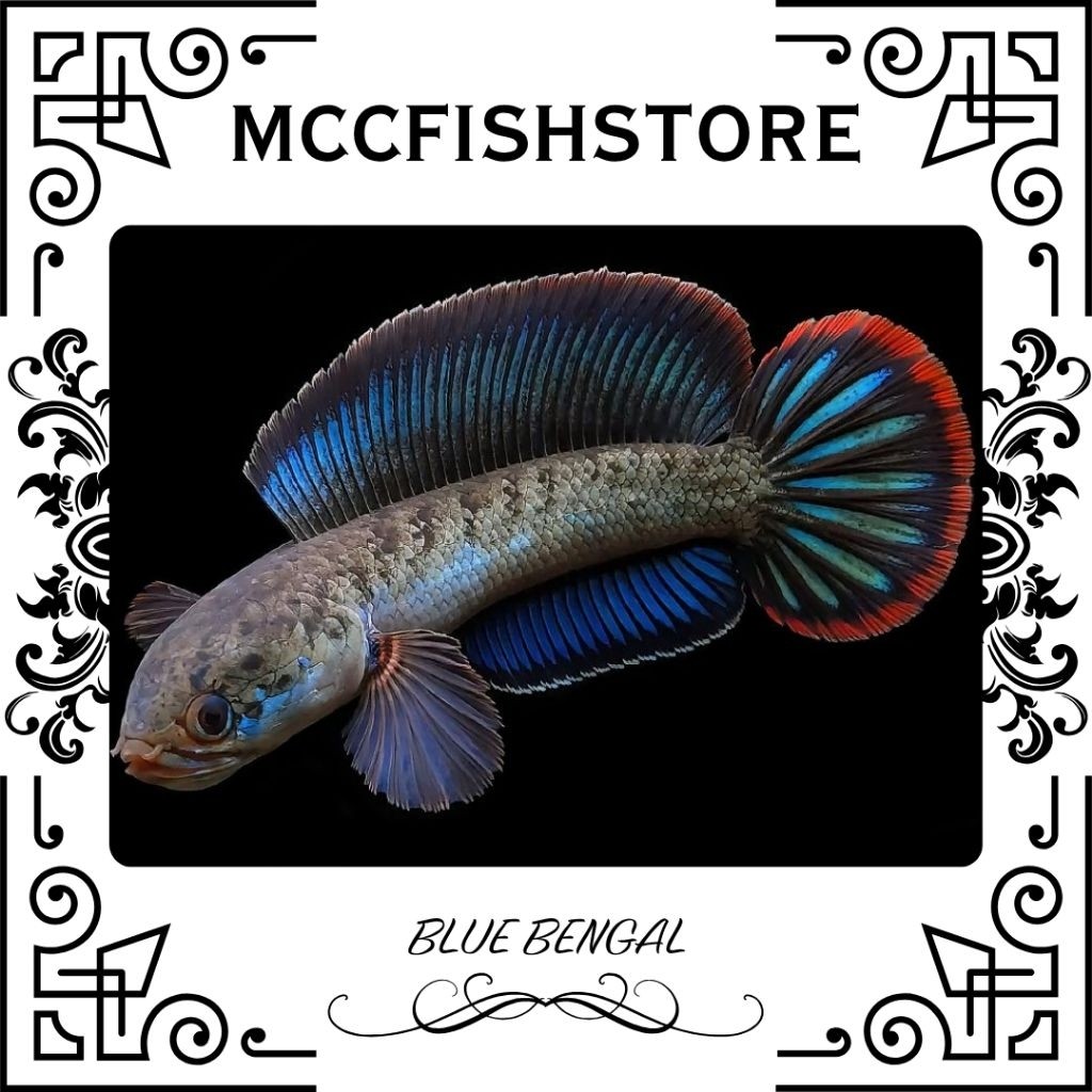 Chana Blue Bengal High Fin Gachua Simet Rim Tebal Spek KontesORIGINAL100%  | SINGLE TANK - BEST SORT