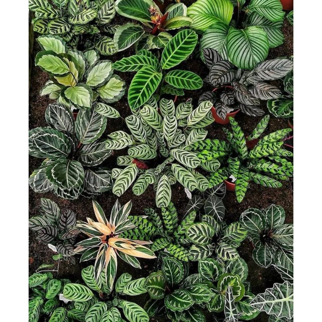 TANAMAN HIAS JENIS CALATHEA - TANAMAN HIAS INDOOR CALATHEA - VARIETAS TANAMAN HIAS ANEKA JENIS CALAT