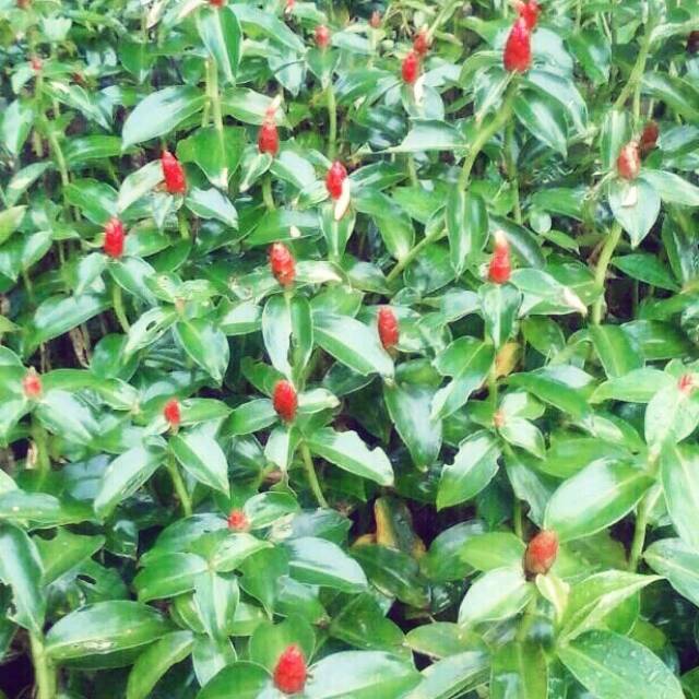 Tanaman Pacing Pentul Tanaman Bunga Pacing Tanaman Pacing Pentul Merah