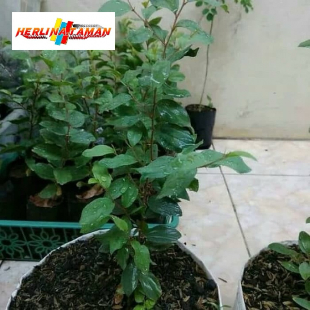 Pohon bidara arab tanaman bidara arab tanaman hias bidara arab