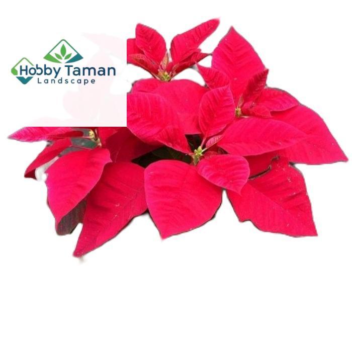 tanamanhias kastuba merah - tanaman kastuba - kastuba merah