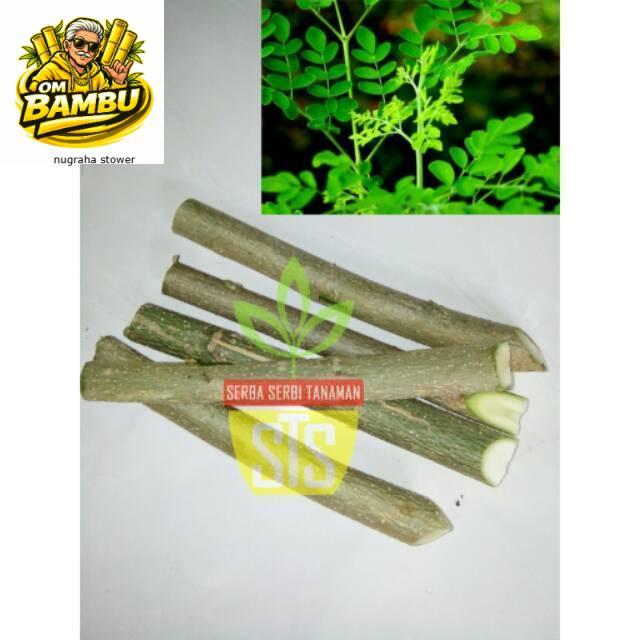 Bibit Stek Kelor Bibit pohon kelor cutting stek batang kelor siap