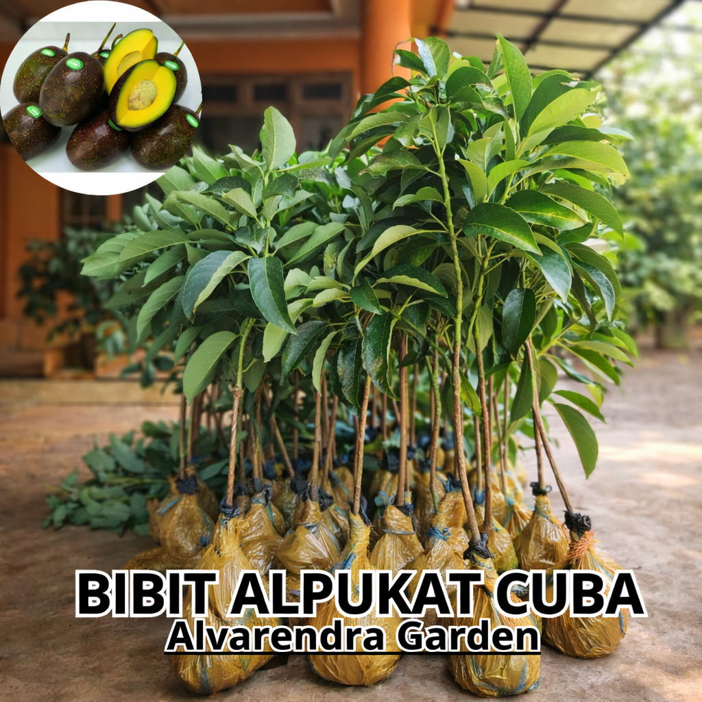 (tinggi 70 cm -1 meter ) Tanaman Alpukat Cuba Cepat Berbuah bibit alpukat cuba bibit alpukat kuba un