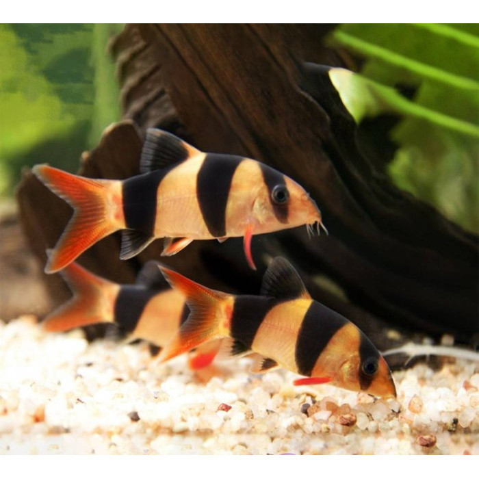Botia Badut / Clown Loach / Botia Tiger Kalimantan Ikan Hias Aquascape