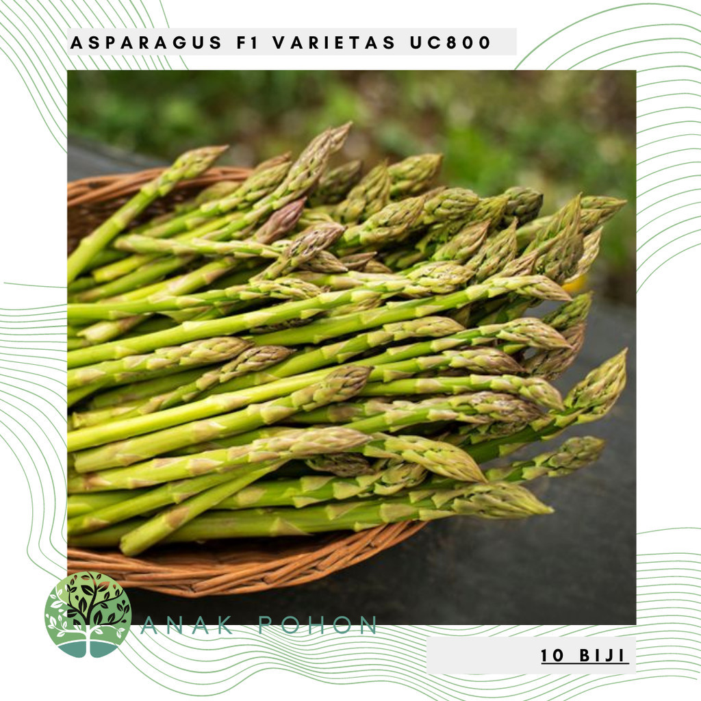 Kadar kecambah 95%-(20 Biji) Benih Bibit Biji - Asparagus F1 Varietas UC800 Hibrida - TERBUKTI PANEN