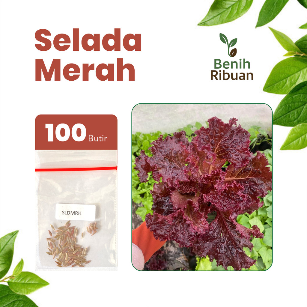 BENIH RIBUAN - Benih Selada Merah Unggul, Bibit Super Selada Merah Bibit Mudah Tumbuh