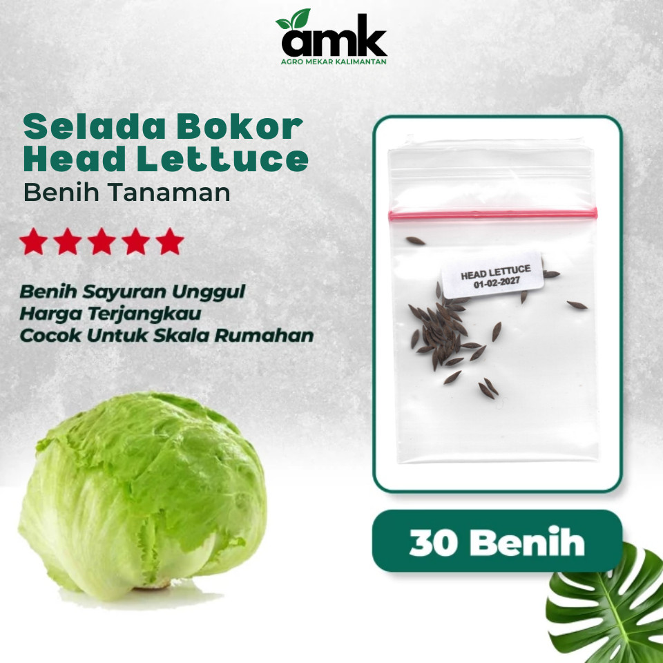 Benih Bibit SELADA HIJAU HEAD LETTUCE Bokor - Agro Mekar Kalimantan