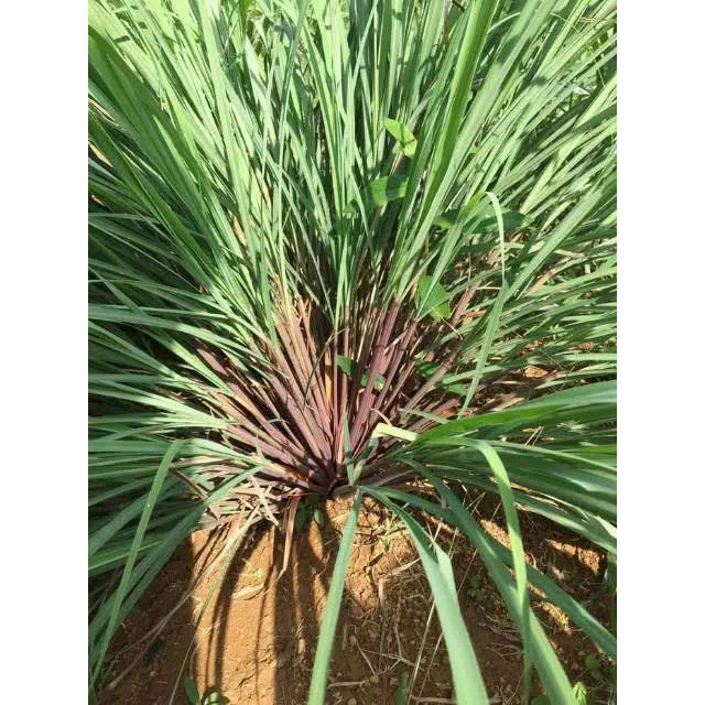 Serai Wangi Segar Serai Warna Merah 100 gram  Organik Murah