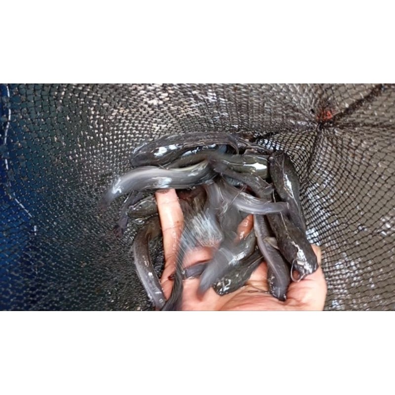 bibit lele ukuran 15-16 cm per ekor