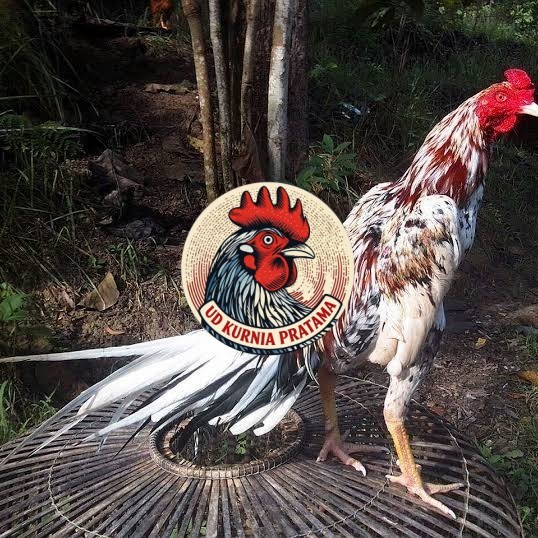 Telur ayam bangkok ekor lidi / telur ayam hias fertil siap tetas UD KURNIA PRATAMA