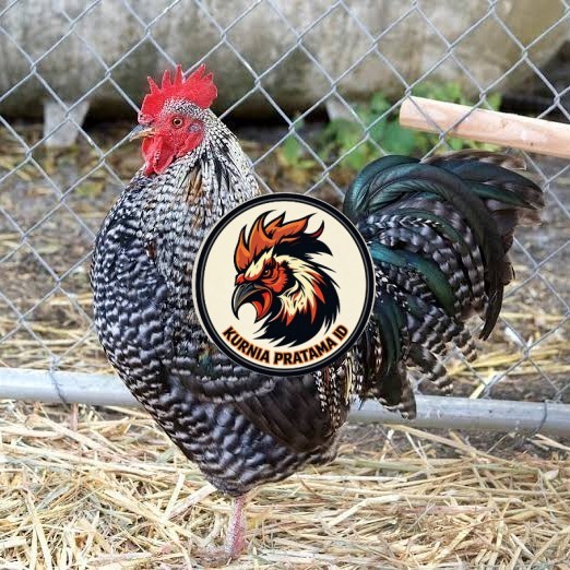 Telur ayam barred plymouth rock / telur ayam hias fertil siap cod KURNIA PRATAMA ID