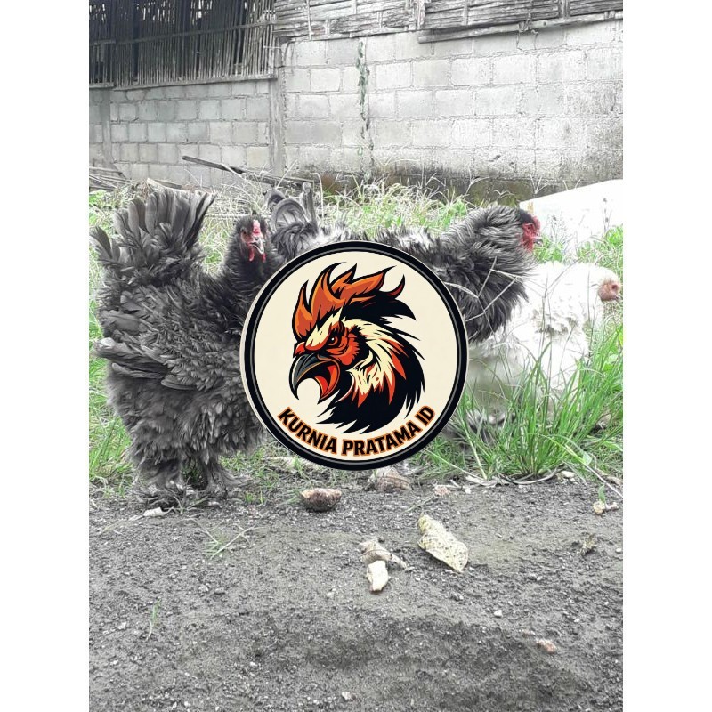 TELUR AYAM HIAS BRAHMA BULU WALIK / AYAM BRAHMA FRIZEL UNTUK DI TETASKAN KURNIA PRATAMA ID