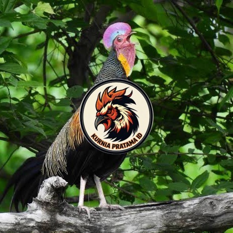 Telur ayam hutan x jawa / telur ayam hias / telur fertil siap cod KURNIA PRATAMA ID