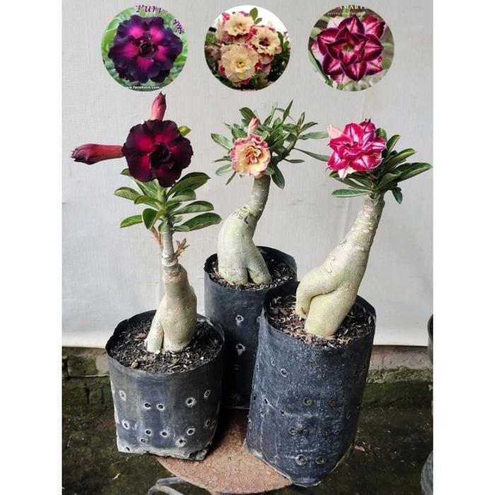 PAKET 3 POHON TANAMAN HIAS ADENIUM KAMBOJA JEPANG BUNGA TUMPUK - Deal 1