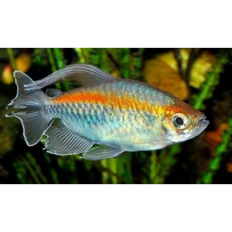 Congo Tetra XL ikan prekor