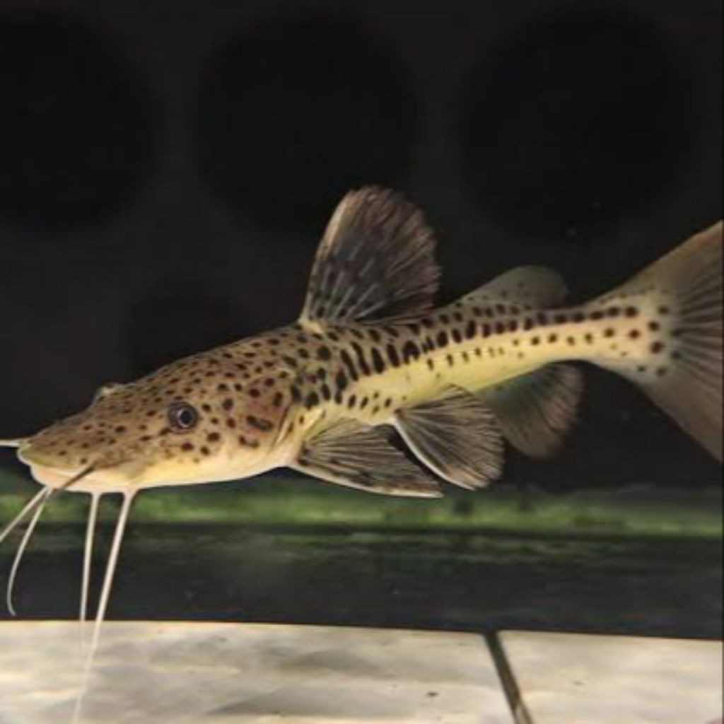 TERMURAH ikan LEOPARD 
Uk9-12 CM CATFISH bisa COD