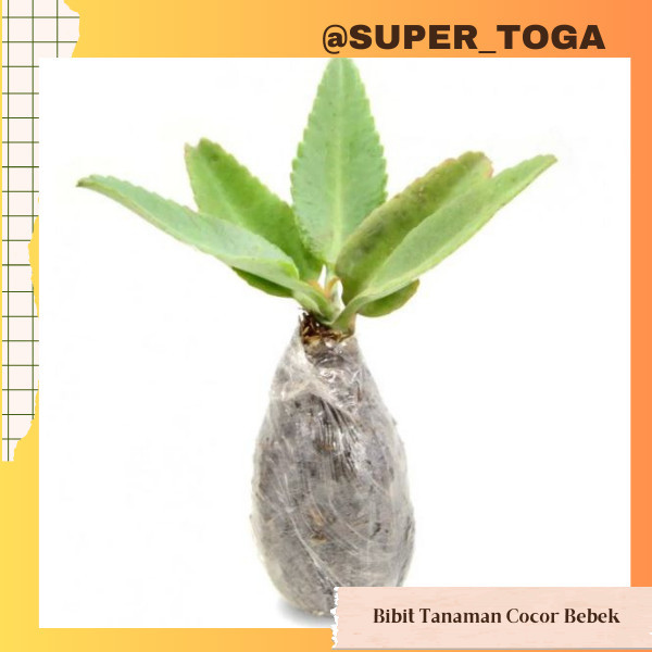 Cocor Bebek bibit cocor bebek bibit daun cocor bebek
