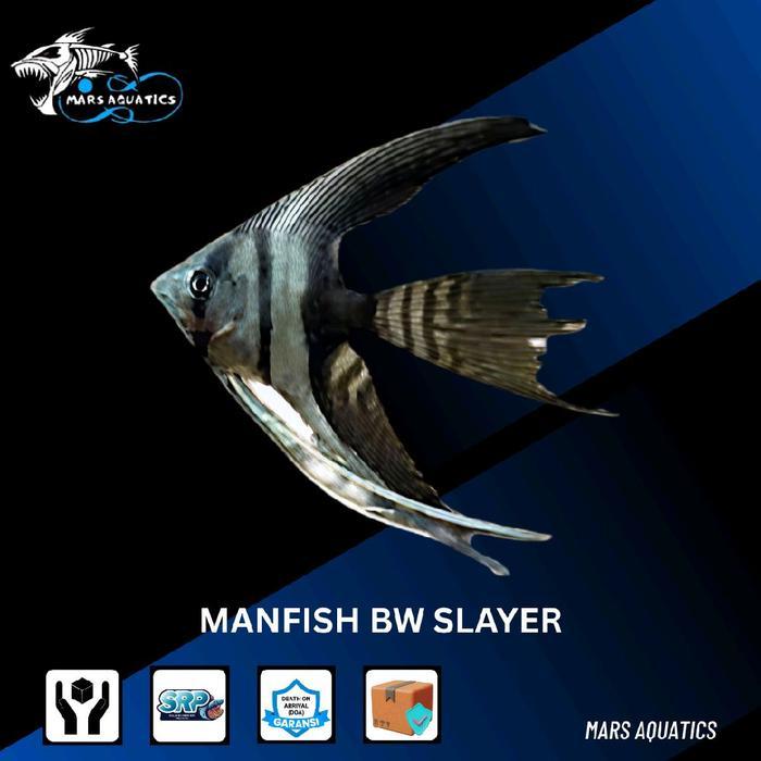 IKAN MANFISH BW SLAYER IKAN HIAS IKAN AQUASCAPE