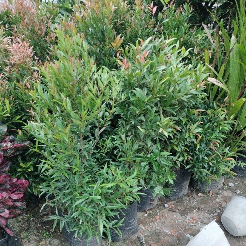 Bibit tanaman bunga pucuk merah UK 1m