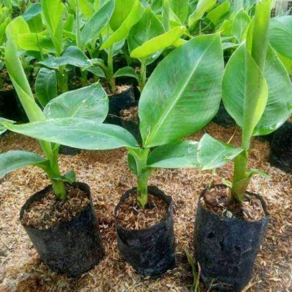 PROMO MURAH Bibit Pisang Cavendish F17 Kualitas Super Unggul Cepat Berbuah