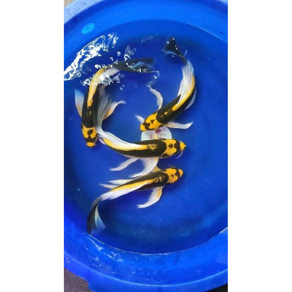 Kabuto Slayer - Koi Blitar 17-20 cm - Ikan Koi Kumpay