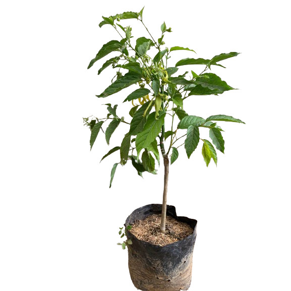 bibit pohon kenanga sudah berbunga | bibit tanaman bunga kenanga | pohon kenanga