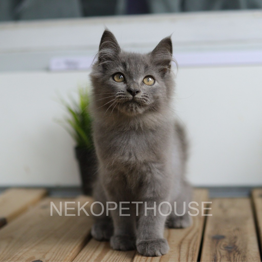 KUCING KITTEN PERSIA RASA BSH ABU SOLID