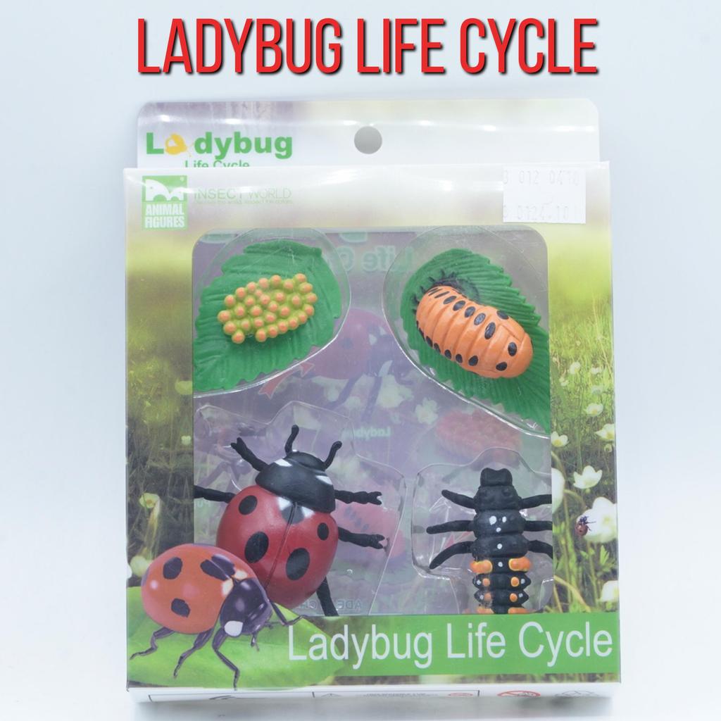 KORI LadyBug Lady Bug Life Growth Cycle Siklus Hidup Kepik Coccinellidae Figure Binatang Miniature H