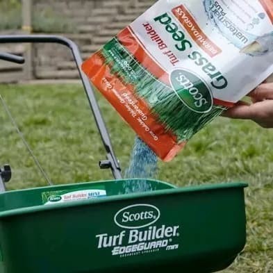 benih bibit rumput jepang - golf & gajah mini Hijauan Rumput Jepang Hidup