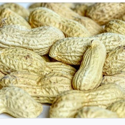 kacang tanah kulit mentah 1 kg