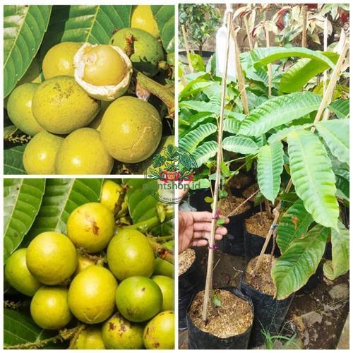 Bibit buah matoa kuning super manis Plantshop id