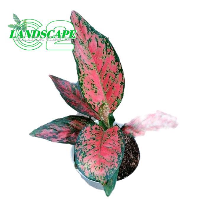 aglonema red venus dewasa - tanamanhias aglonema red venus