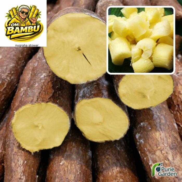 Bibit Pohon Singkong Mentega Singkong Kuning Pulen Manis PG DM