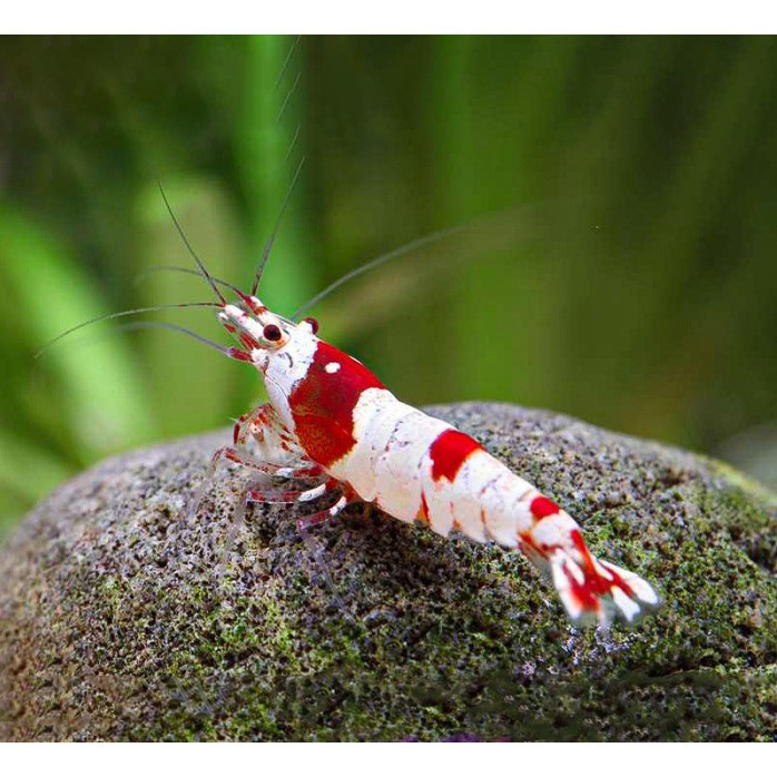 Udang Hias Merah Aquascape Red Bee Caridina