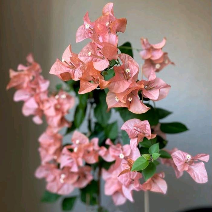 Tanaman Hias Bougenville Kembang Kertas Import asli Bibit Pohon Bougenville Kembang Kertas Rambat - 