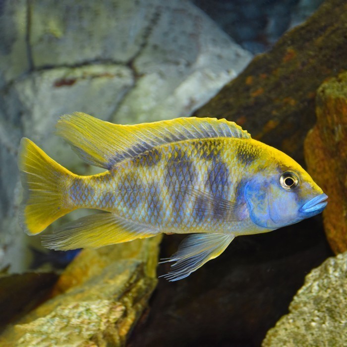 Ikan Cichlid Venustus / Ikan Hias Air Tawar / Ikan Hias Aquascape