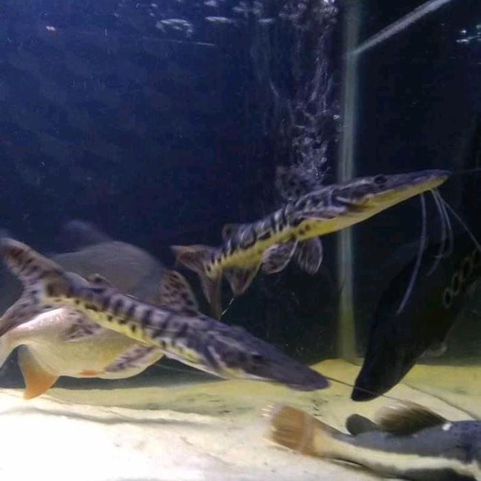 IKAN TSN/ LEOPARD CAT FISH 10-13 CM