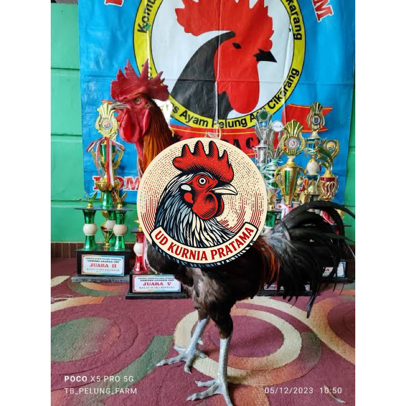 TELUR FERTIL AYAM PELUNG TRAH JUARA UNTUK DI TETASKAN UD KURNIA PRATAMA