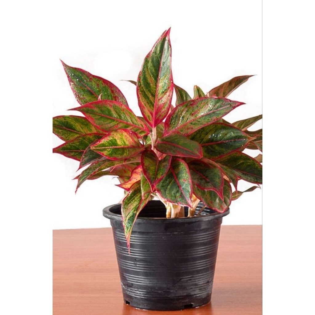 Tanaman Hias AGLONEMA Lipstik Aurora - Aglonema Siam Aurora - Aglonema Red Lipstik