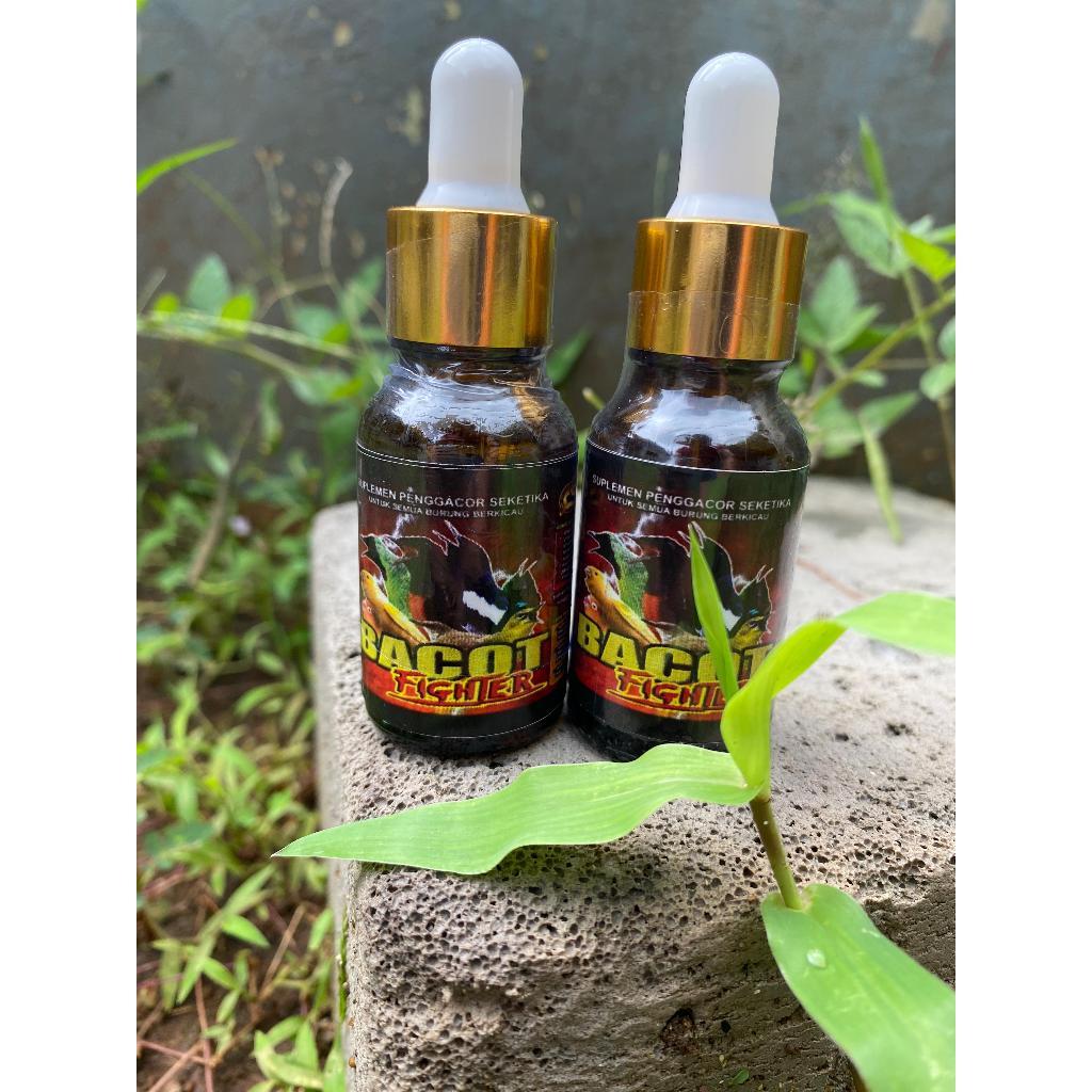 Bacot Fighter Juara – Solusi Burung Aktif Bacot Seharian