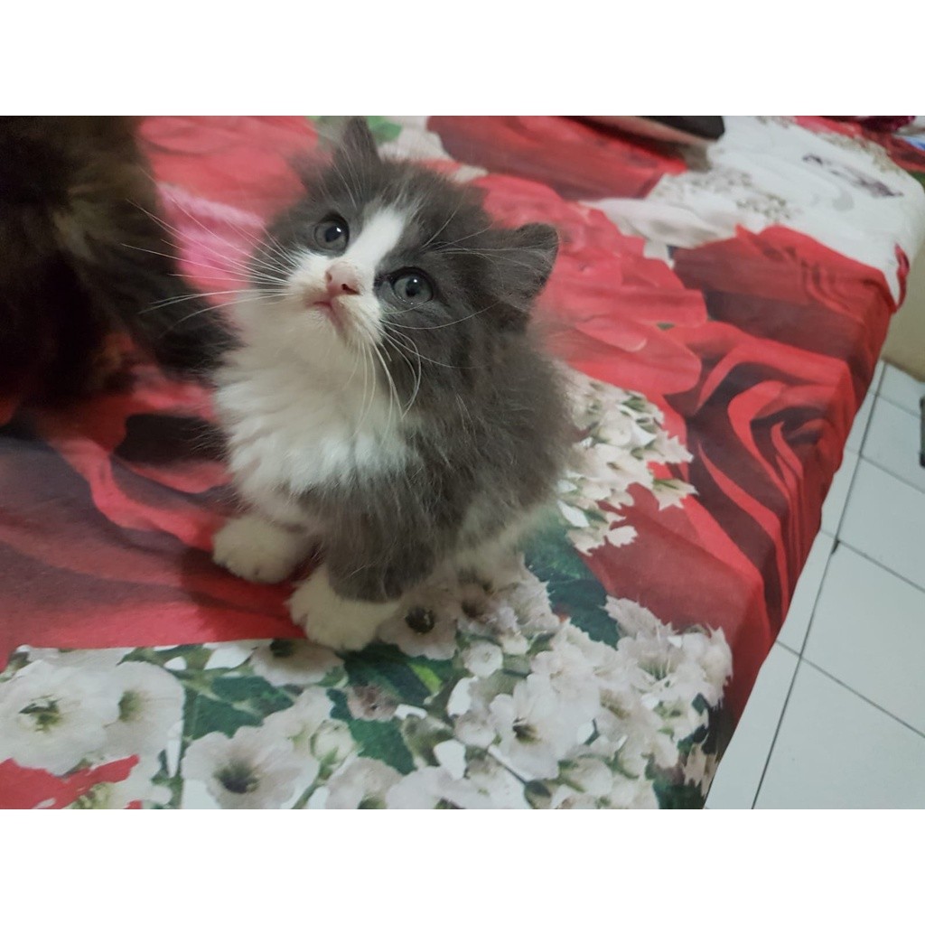 kucing persia kitten