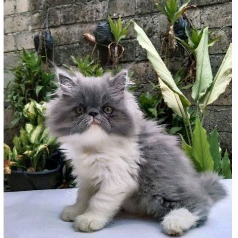 Kucing Persia Anggora Angora Kitten Lucu Murah