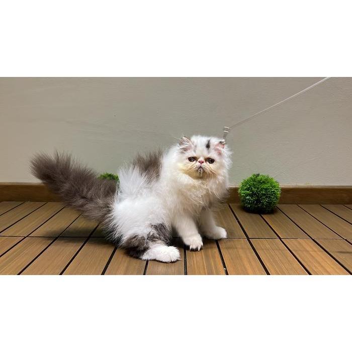 kucing peaknose longhair vaksin persia