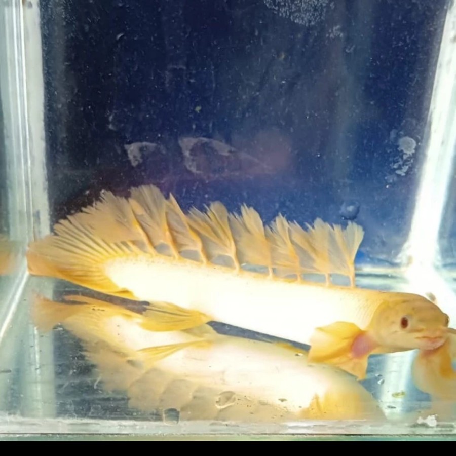 Promo Palmas Albino SLAYER - Ikan Hias Tankmates -