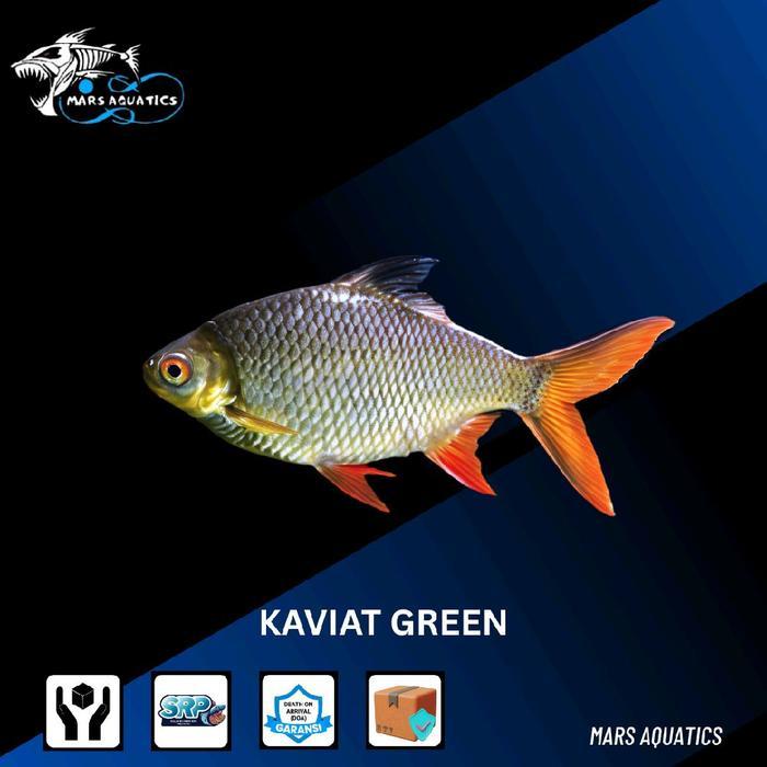 IKAN KAVIAT GREEN IKAN HIAS IKAN AQUASCAPE TANKMATE