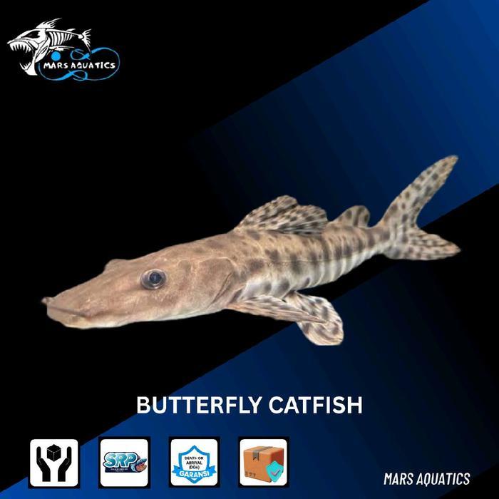 IKAN HIAS BUTTERFLY CATFISH TANKMATE IKAN HIAS IKAN CATFISH
