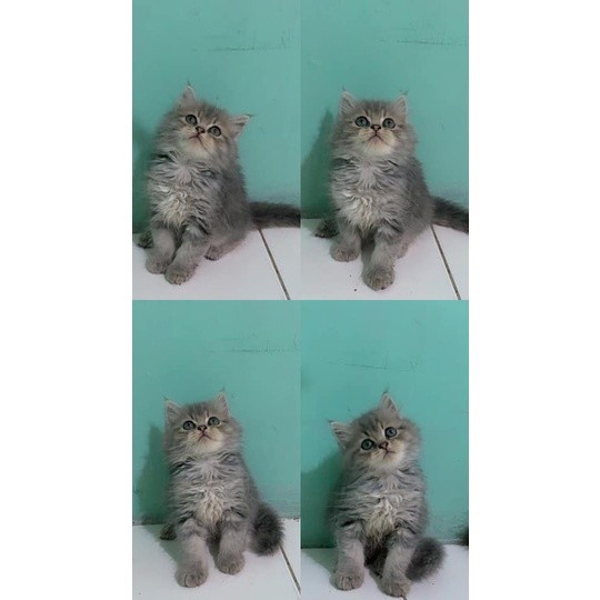 Kucing Kitten Persia