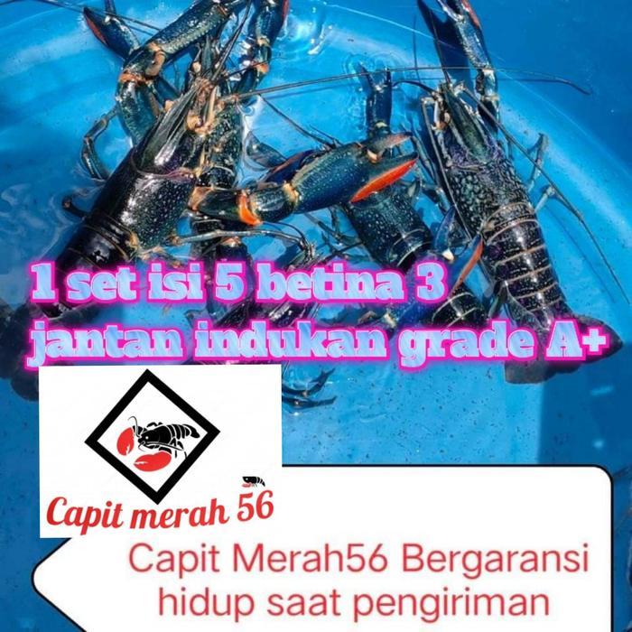 indukan lobster air tawar isi 5 betina 3 jantan size 4.5 inch Grade A+